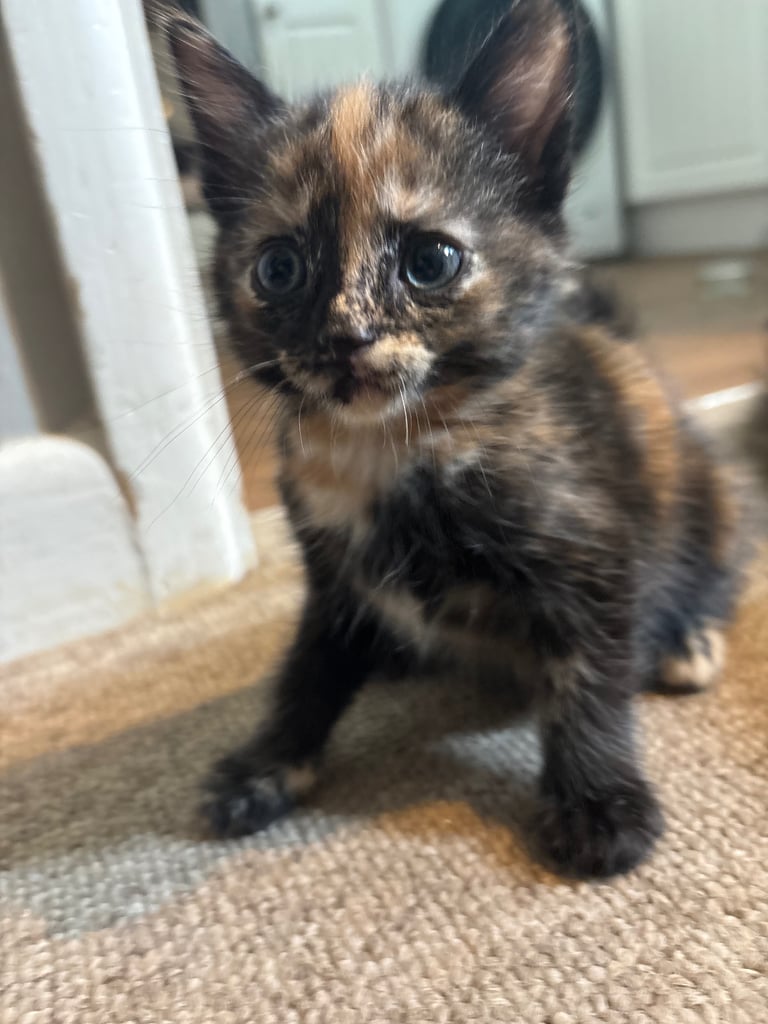 Kittens For Sale. Born, 08/09