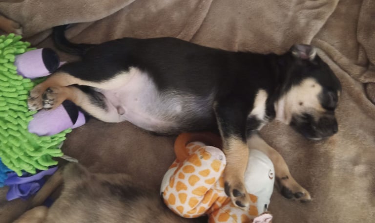 Pug X Collie (Pugollie) Puppies Looking For Their Forever Homes