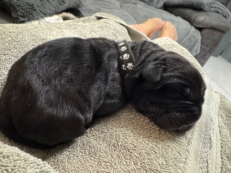 11 Neapolitan mastiff puppies for sale Newcastle 
