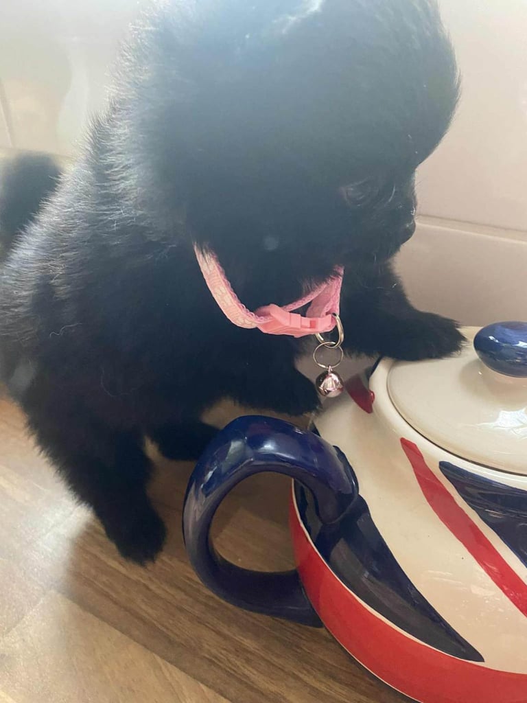 Pomeranian puppies - AVAILABLE 