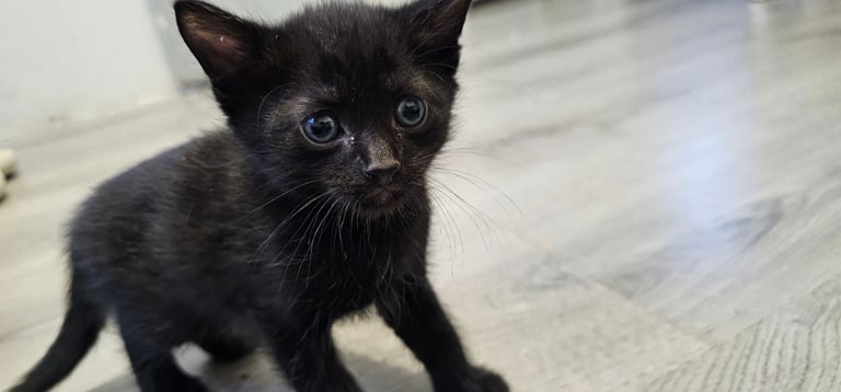 🐾 Adorable Black Kittens 🐾