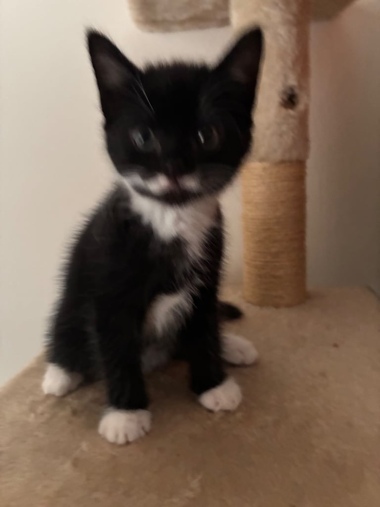 Kittens for sale 