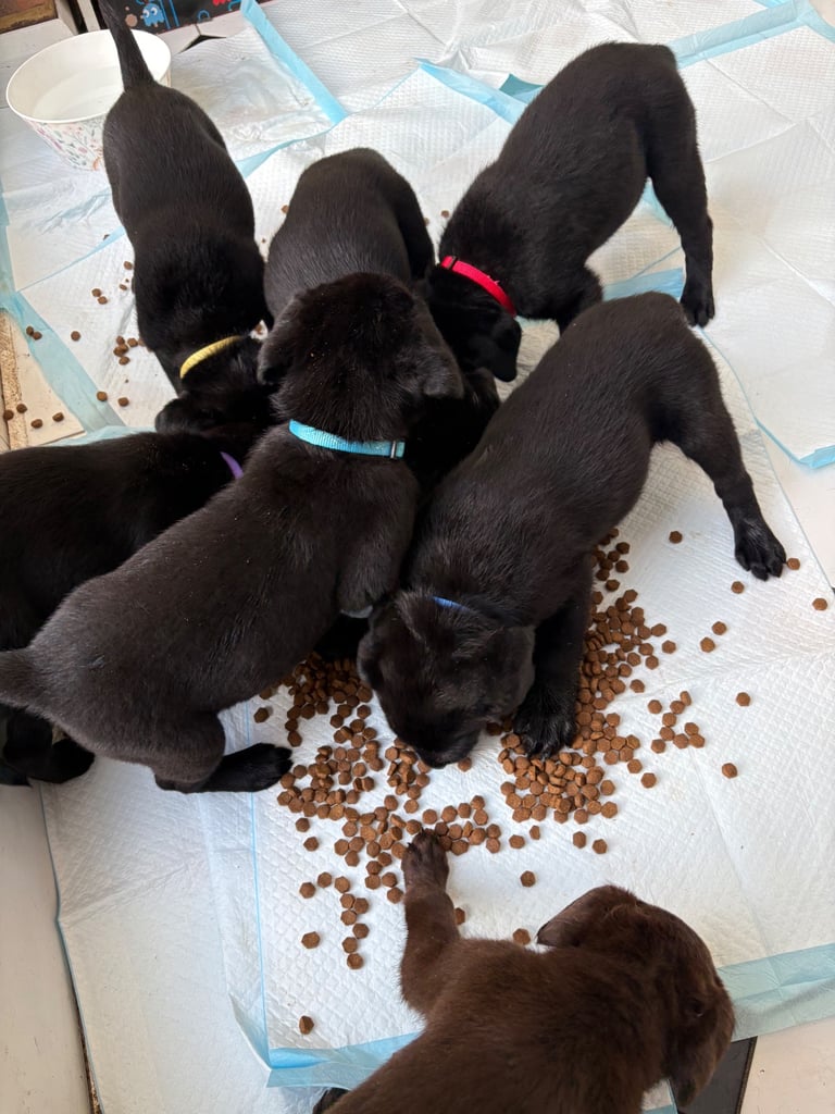 Black Labrador puppies - only 3 left