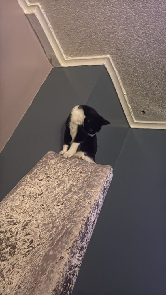 Kitten 