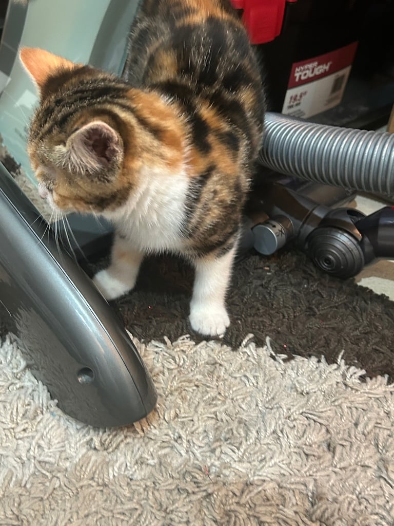 12 week kitten playful deflead, litter trained