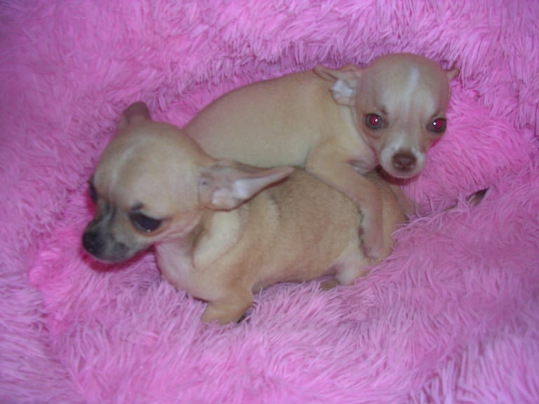 Full Breed Chihuahua puppies 1 Girl 2 Boys