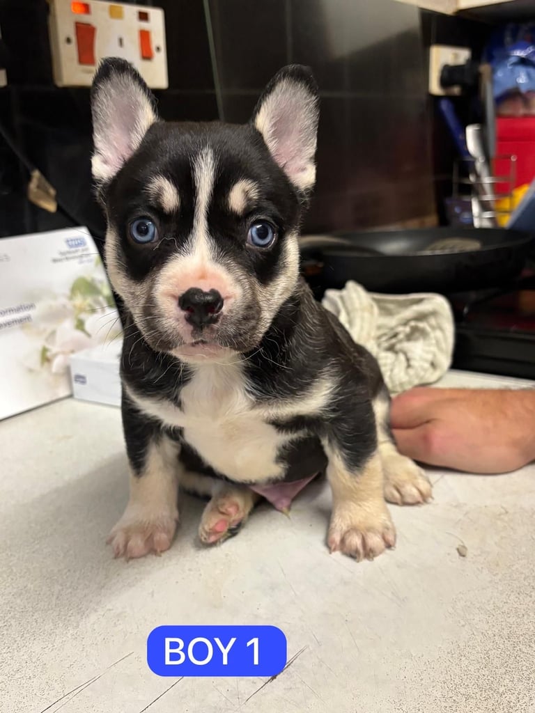 image for Unique French bullsky