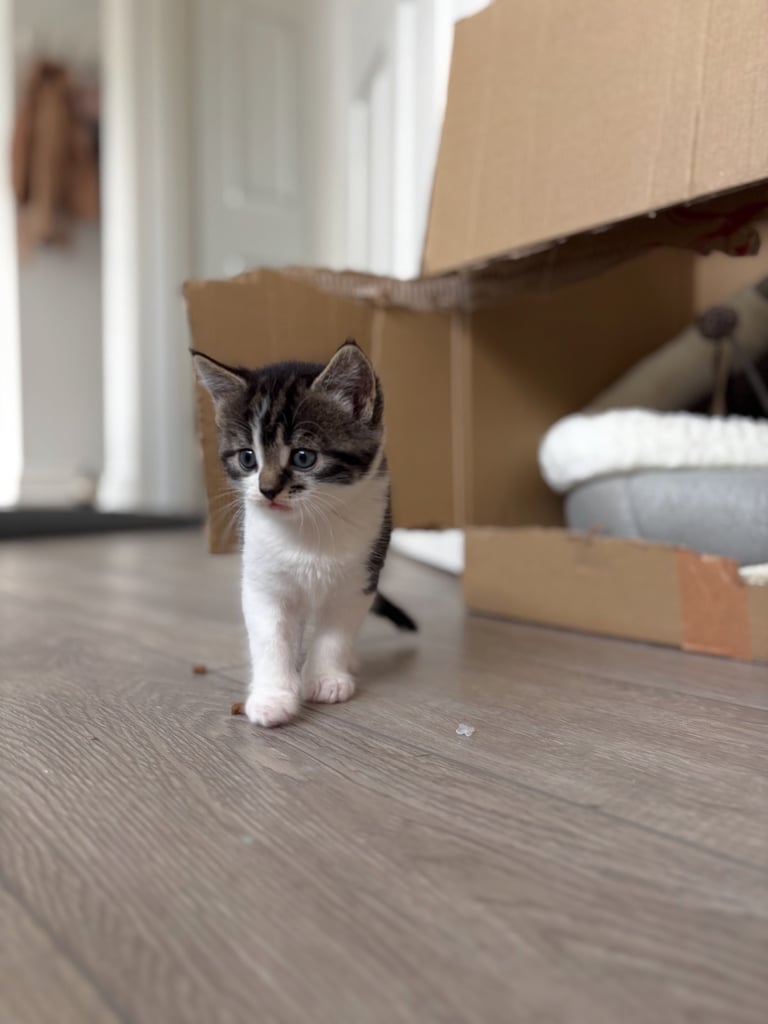 ✨Siberian Cross Kittens – 2 Boys – Hypoallergenic  £350. Ask about delivery
