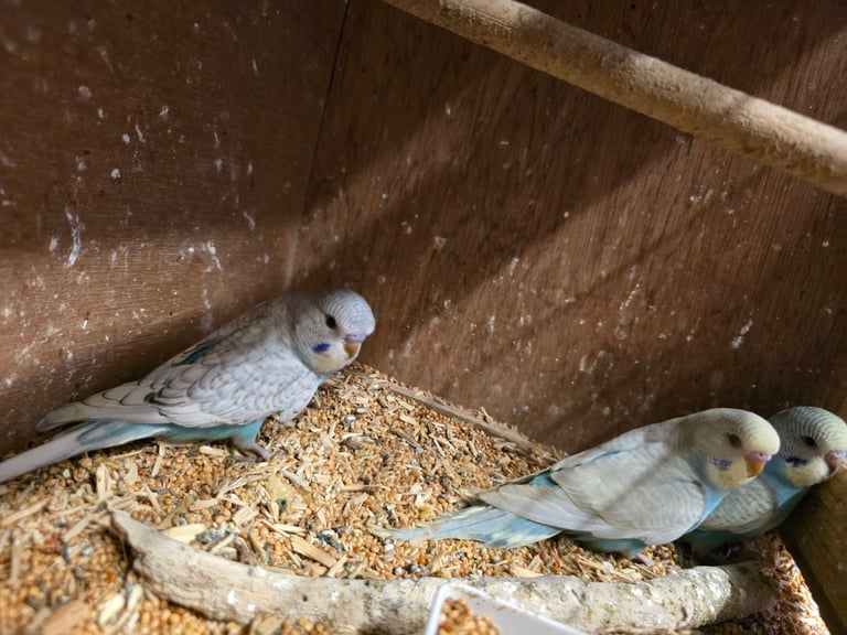 Baby Budgies For Sale