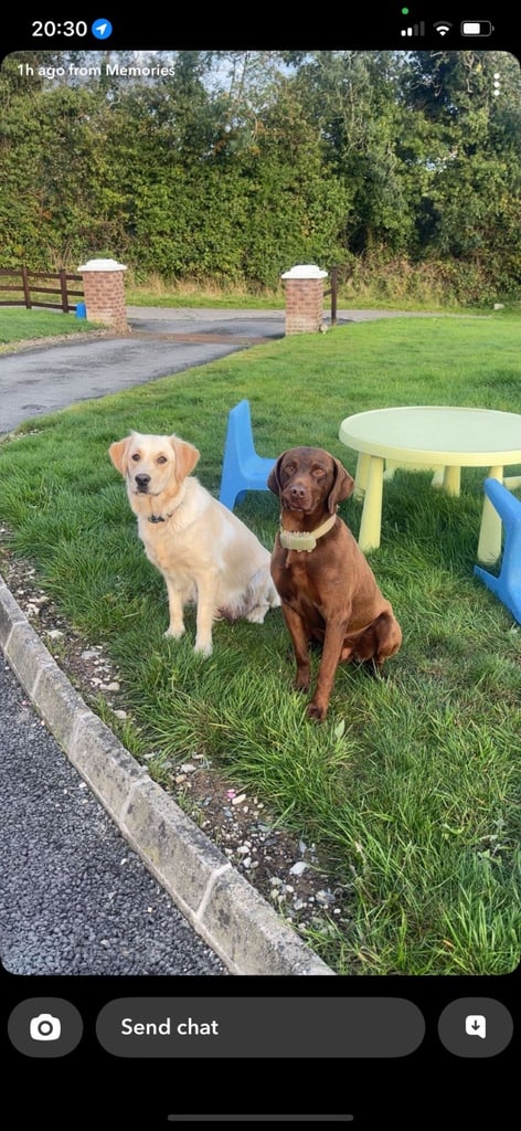 Golden retriever x red pointer(1 male pup left)