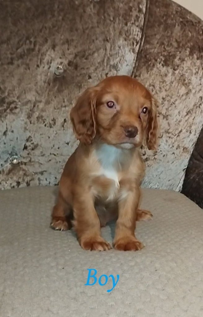 Cocker spaniel puppies 