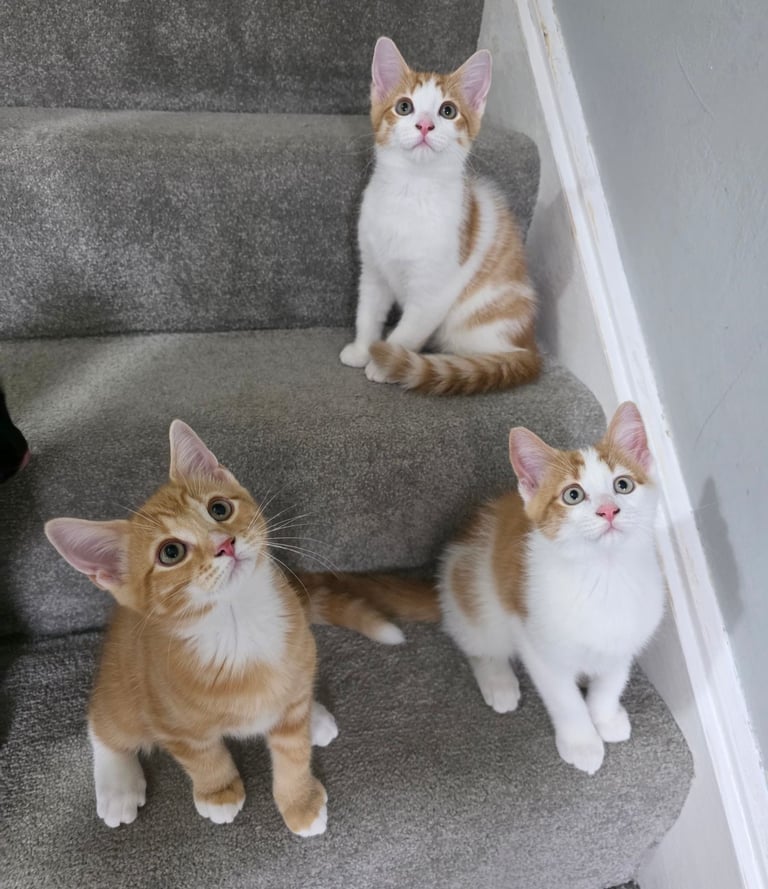 Mainecoon Cross Kittens (READY TO GO)