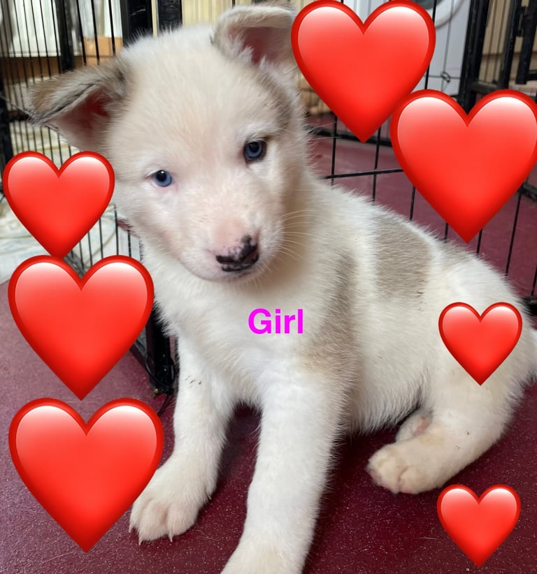 Husky puppies for sale