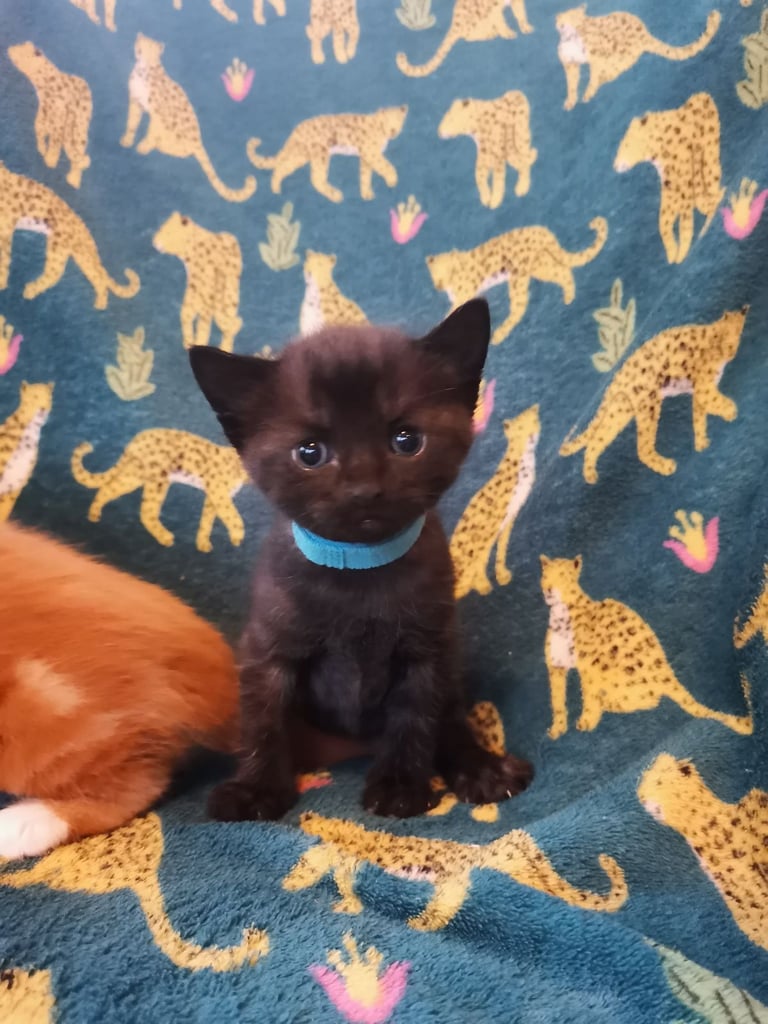 Little fluffy black kitten 