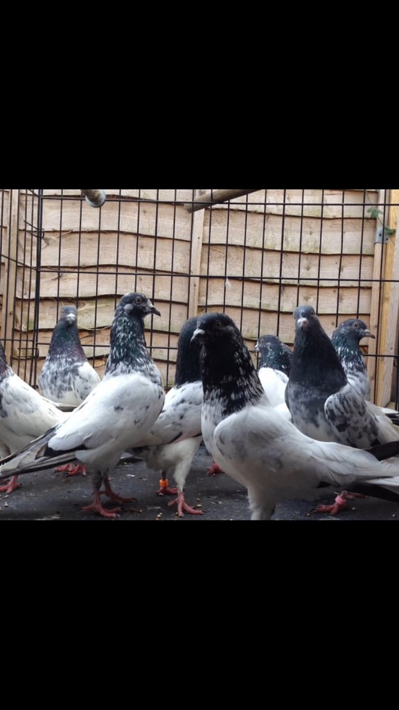 Pigeons for sale