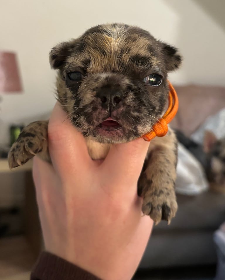 French bulldog puppies 