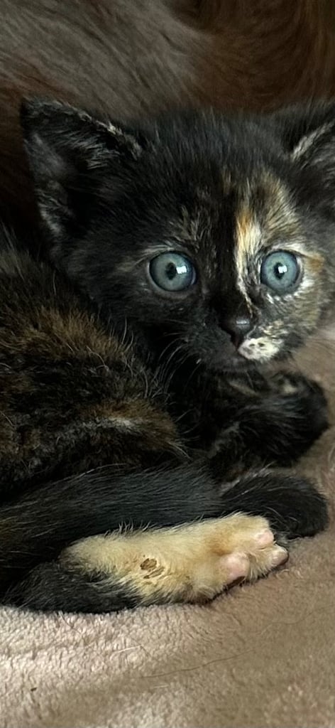 8 Gorgeous kittens with stunning markings 