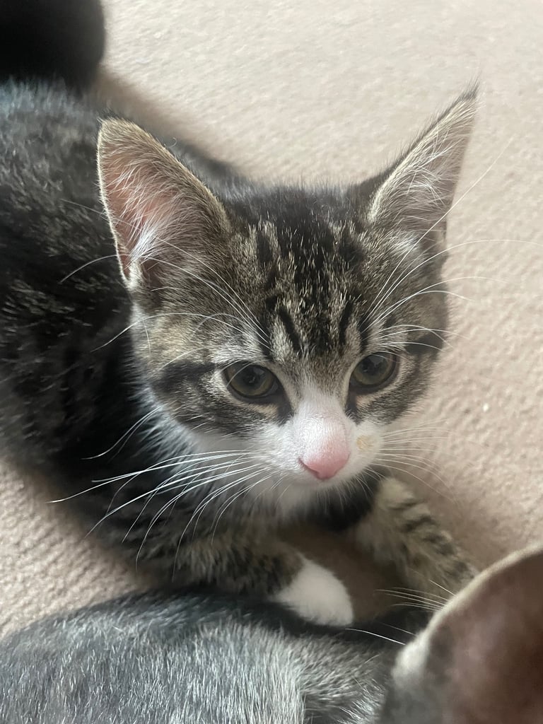 6 kittens for sale