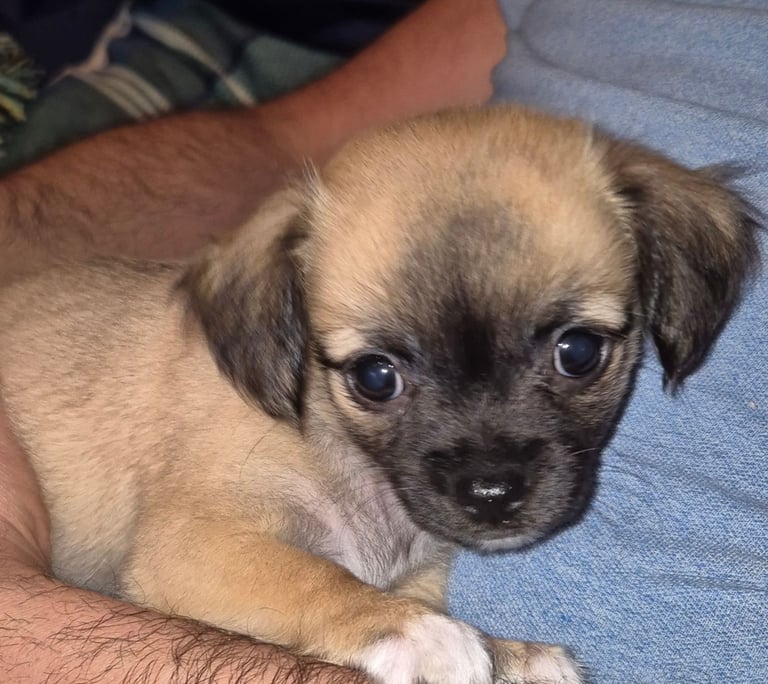 image for Chug puppies (only 1 left)