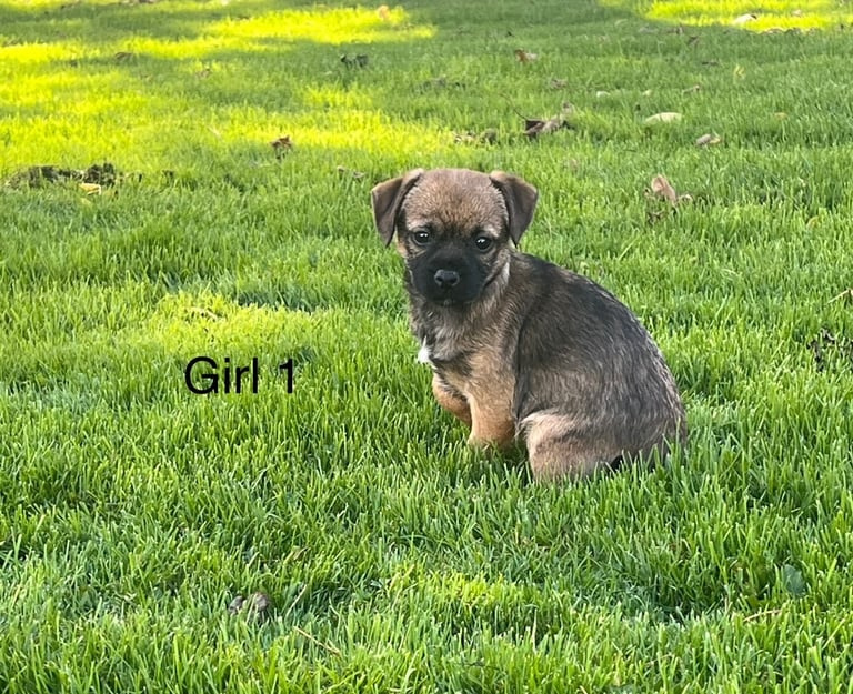 image for Border terrier pups