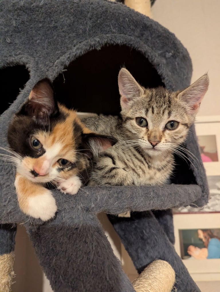 Beautiful kitten for sale *Reduced Price*