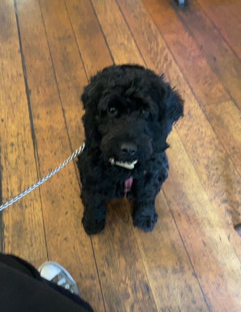 Beautiful Black Female Cockapoo – Loving Family Companion