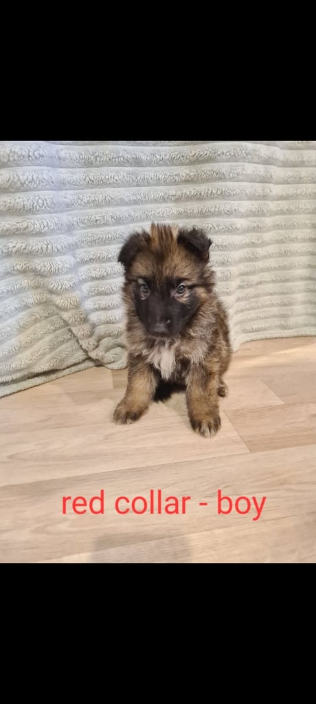 🐾 Adorable 8-Week-Old German Shepherd Puppies Ready for Their Forever Homes! 🐾