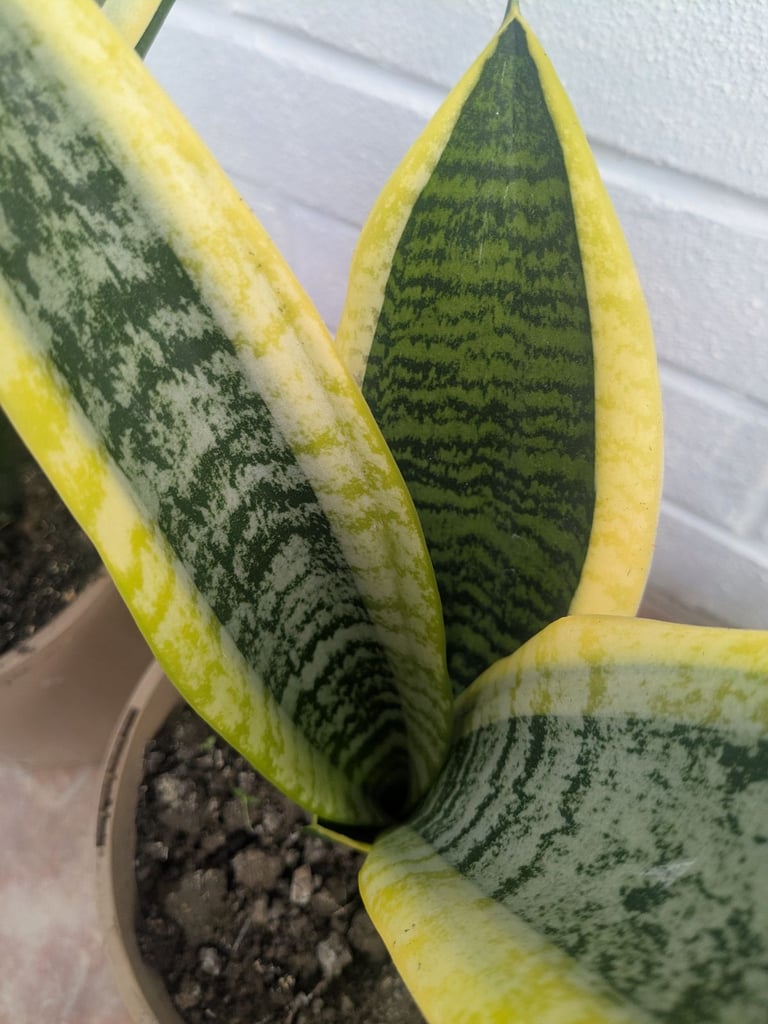 Snake plant, mother-in-law's tongue, filter toxins from the air, around 10" high