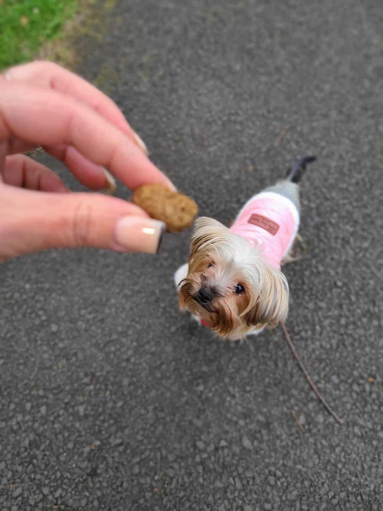 Puppy Yorker Terrier