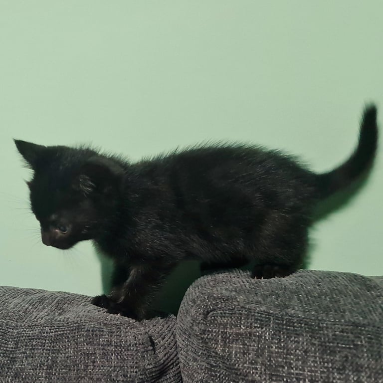 Female kittens for sale 