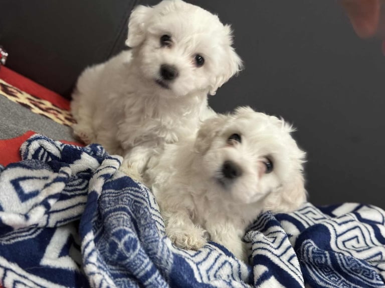 Bichon Maltese/puppies/dog/puppy