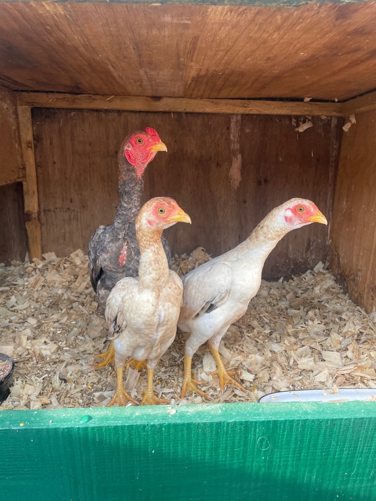 image for Chickens Ko shamo 