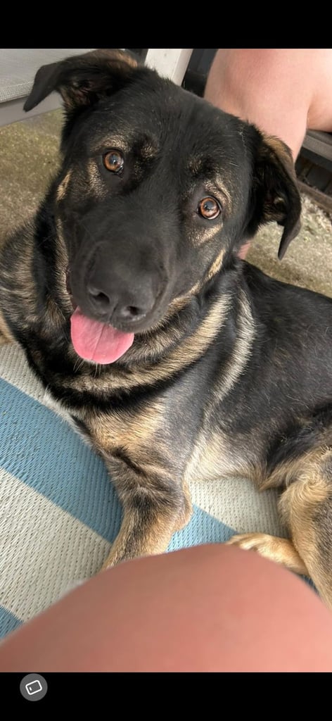 German shepherd x Caucasian 