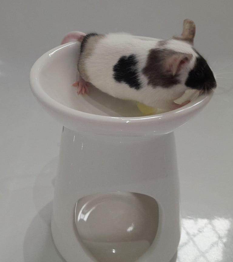 Mice for sale (Bucks)