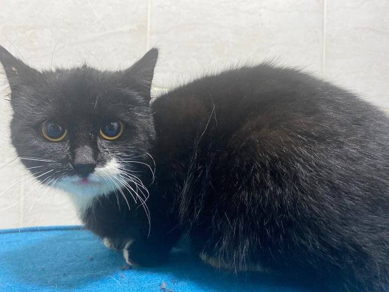 Lovely young cats looking for forever family 