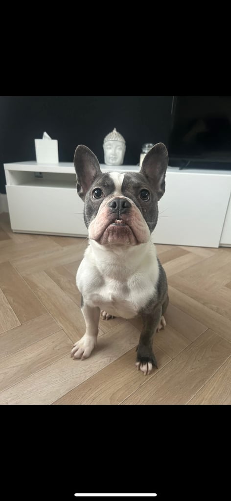 image for French/English bull dog