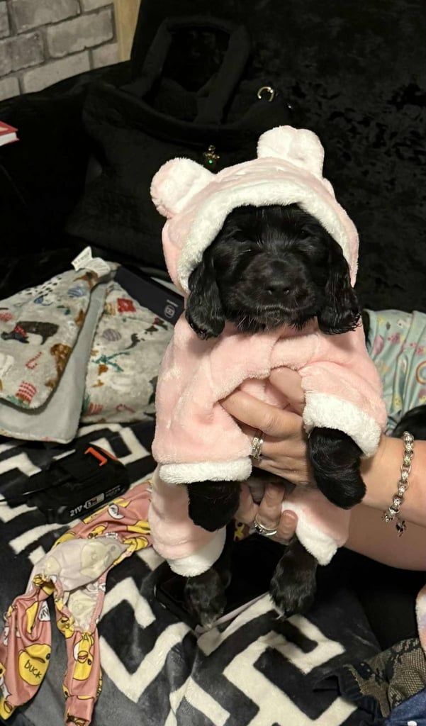 Puppy girl puppy boy