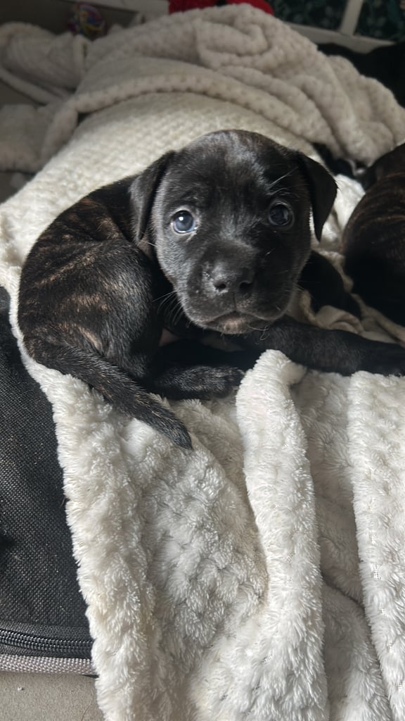 2x staff girls available 