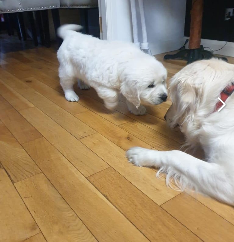 STUNNING GOLDEN RETRIEVER PUPPIES 