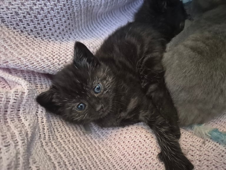 Kittens (Sold pending collection)