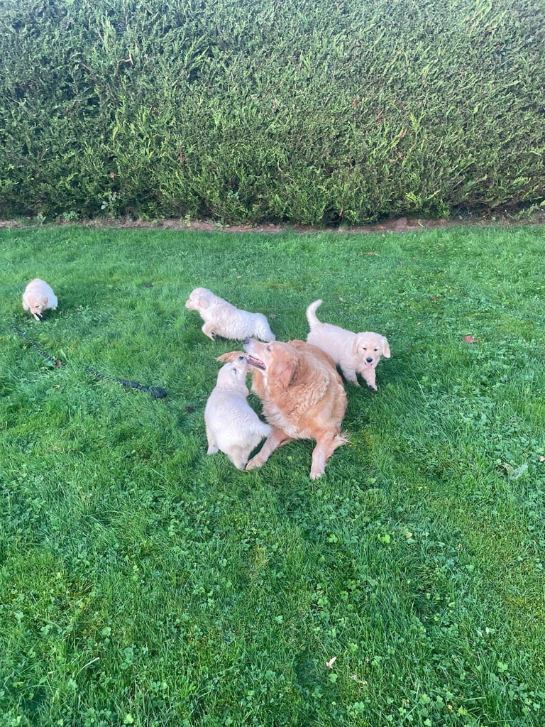 Golden Retriever puppies 