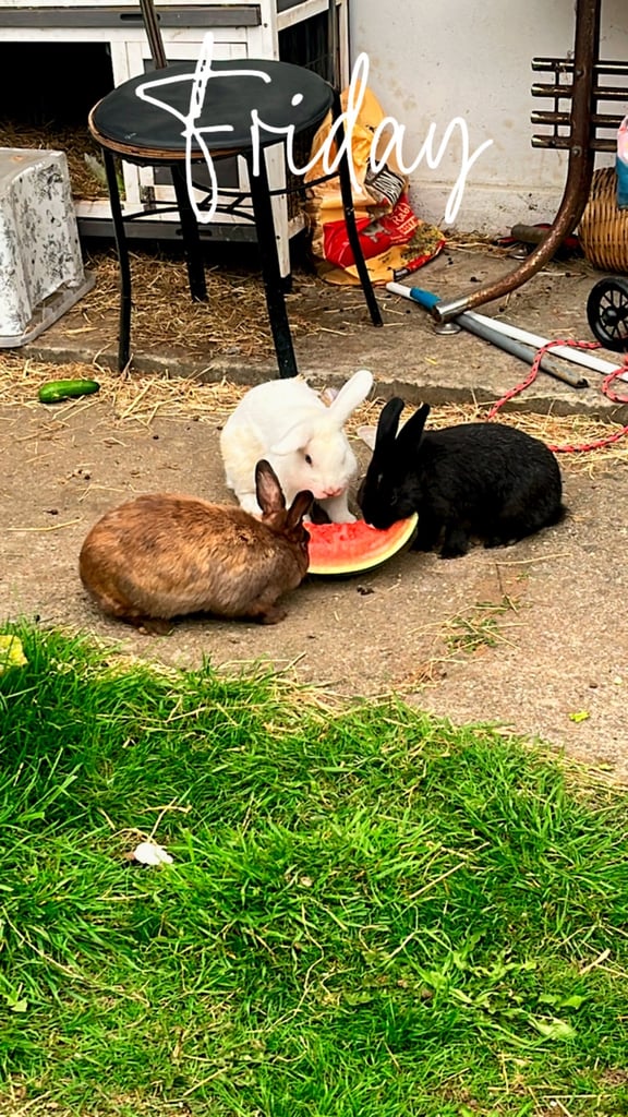 Rabbits for sale