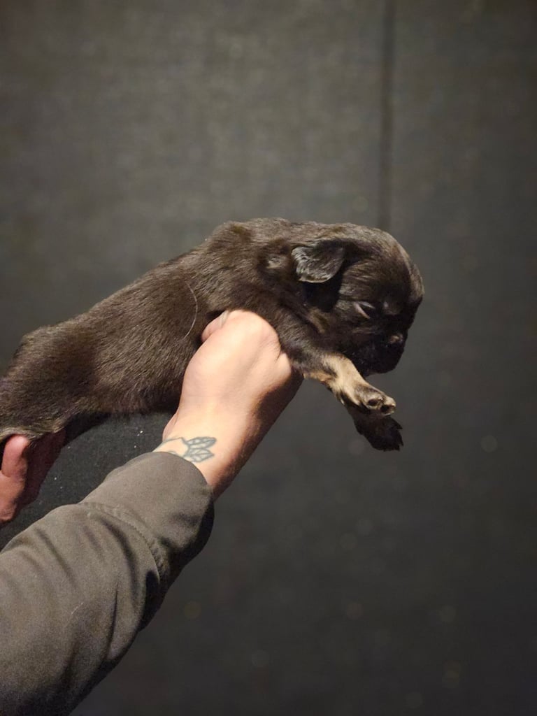8 beautiful fluffy frenchies 