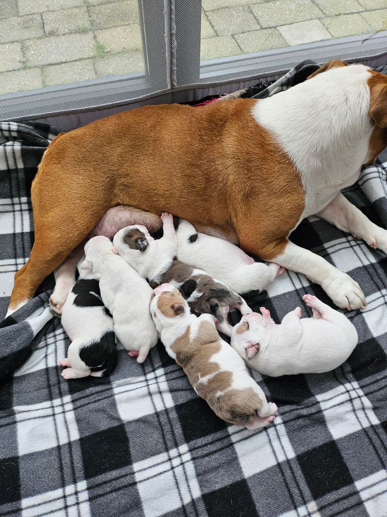 British Bulldog Staff cross (Old Tyme Bulldog)