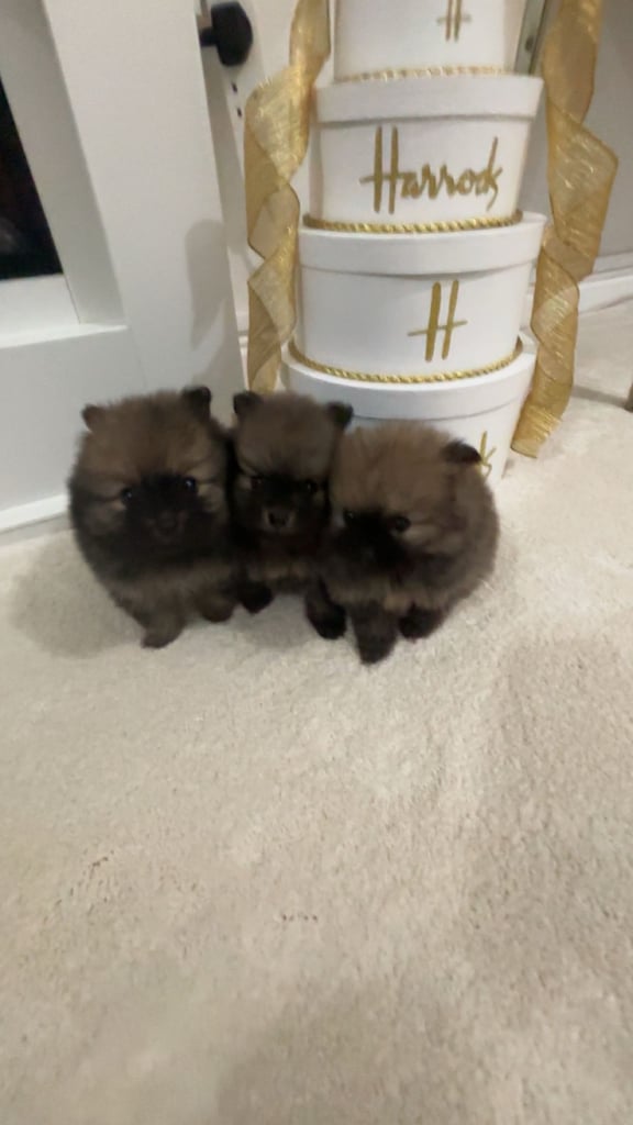 image for Tiny Pomeranian puppies