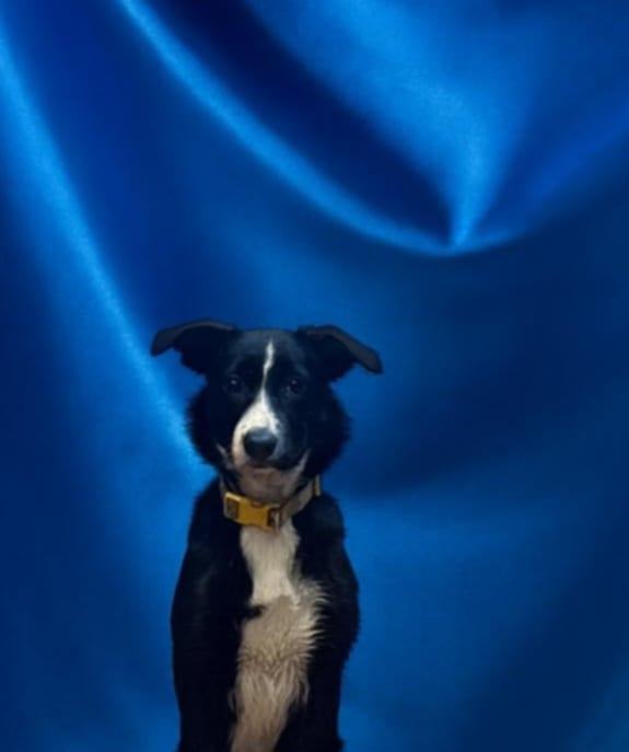 image for 2 bitches Collie and husky cross