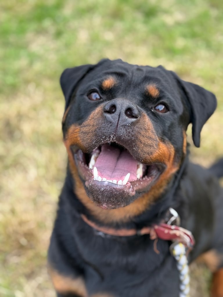 image for Female Rottweiler 