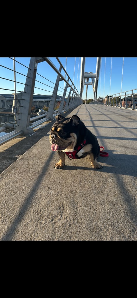 Black and Tan English bulldog 