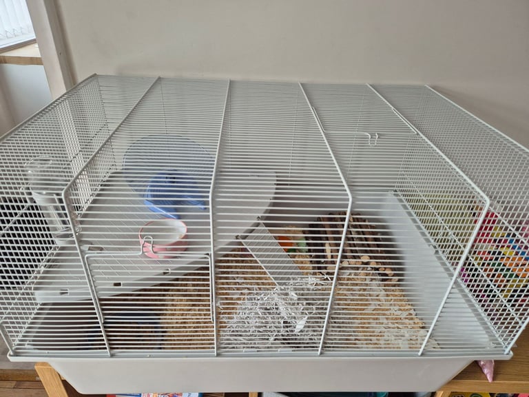 image for Male Syrian Hamster