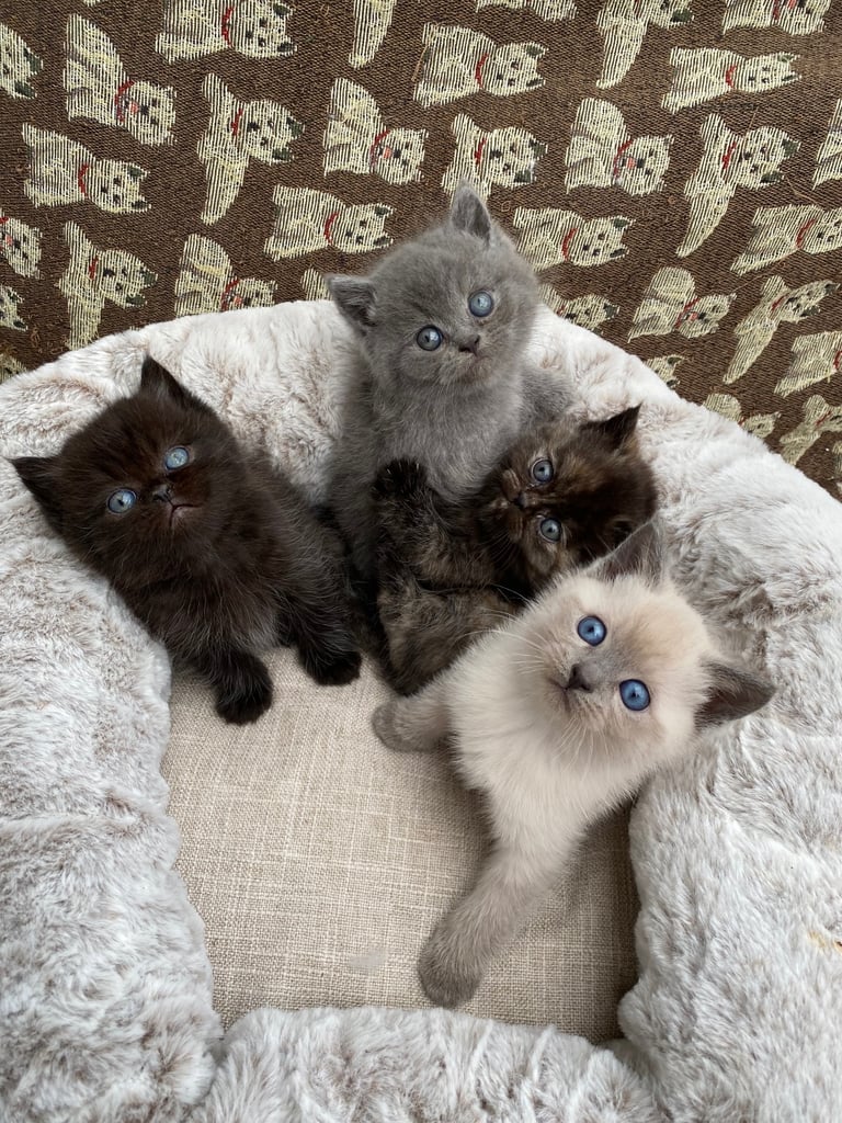 British Shorthair Kittens 